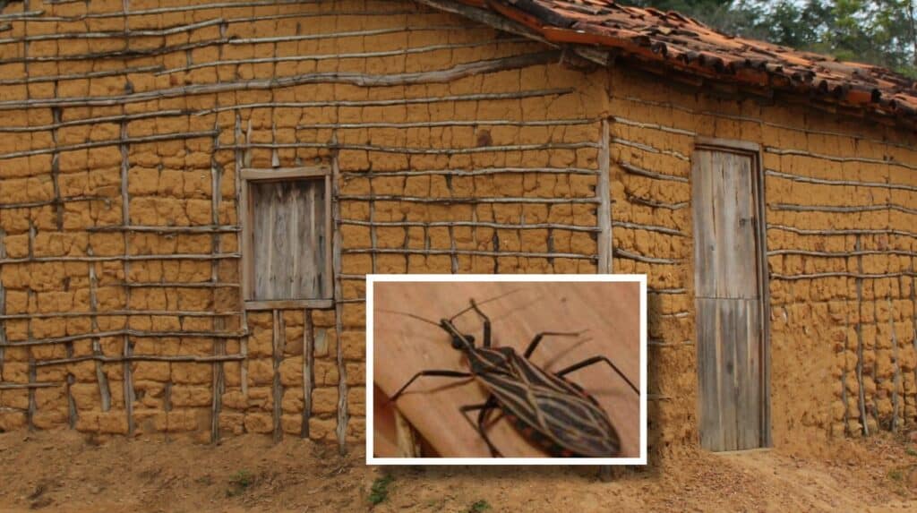 Construção de taipa