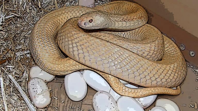 ovo da serpente