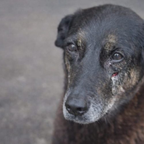 cao-orelha-como-a-legislacao-trata-a-crueldade-animal-1