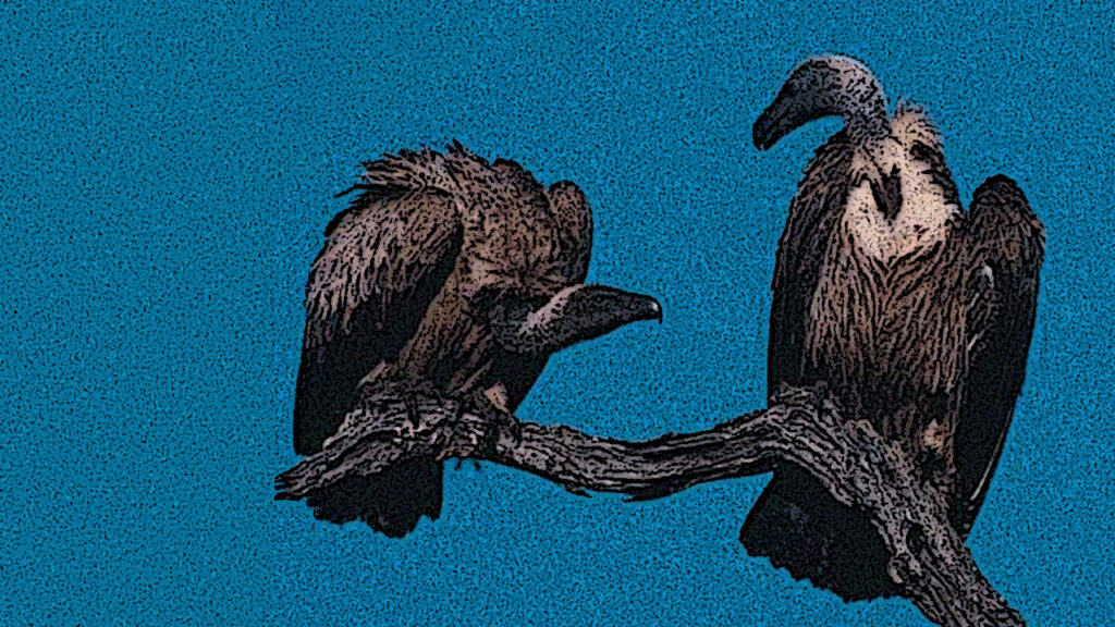 dois abutres